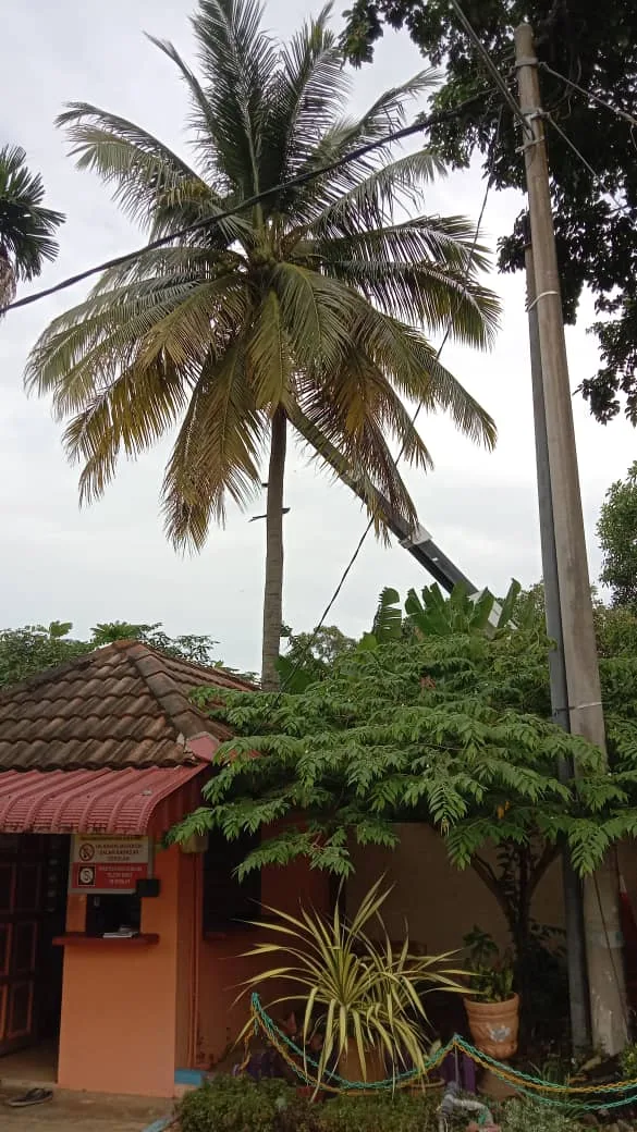 MBK potong pokok 3